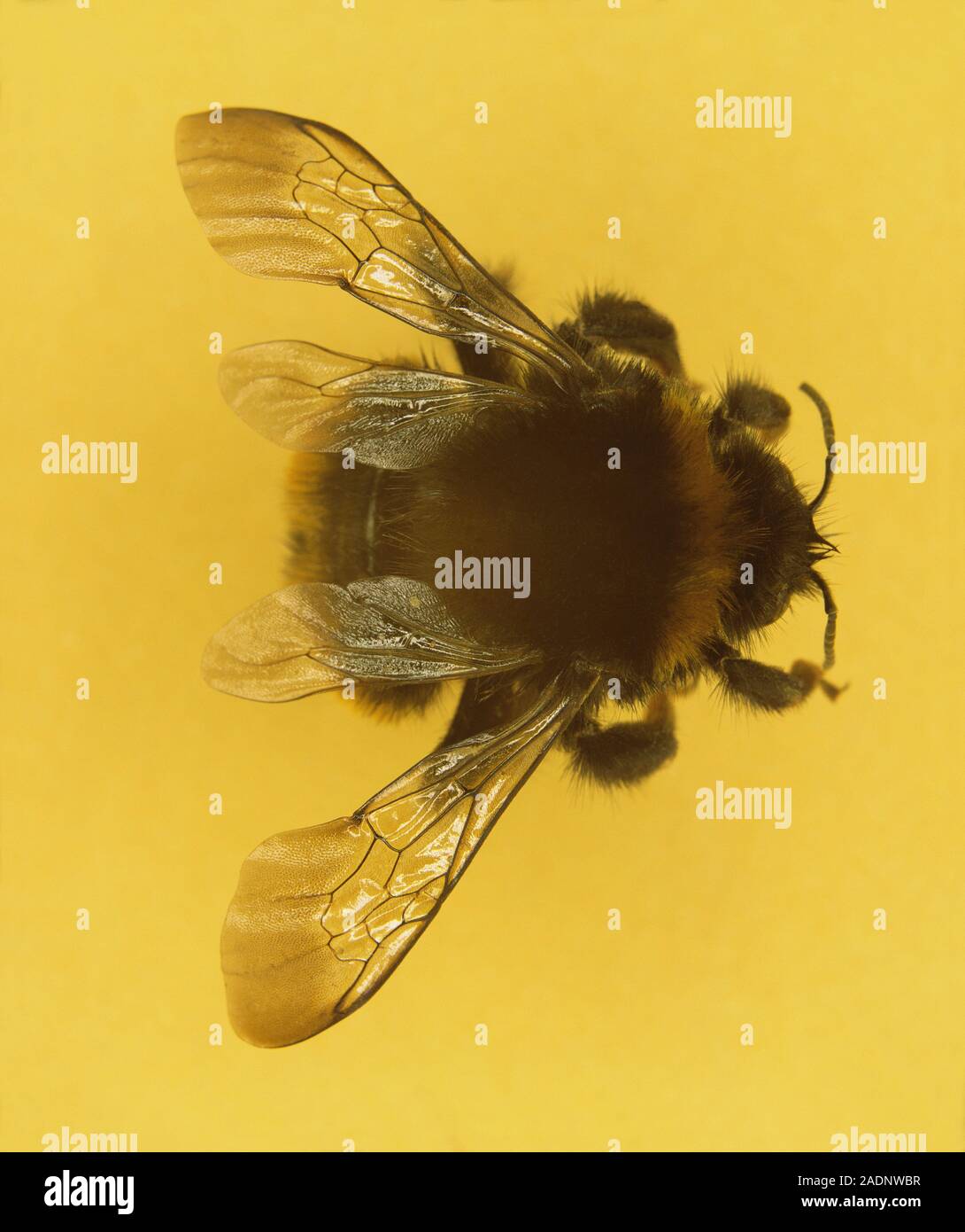 Bee (superfamily Apoidea). Bees feed on the nectar and pollen produced by flowering plants. They are important pollinators, carrying pollen between pl Stock Photo