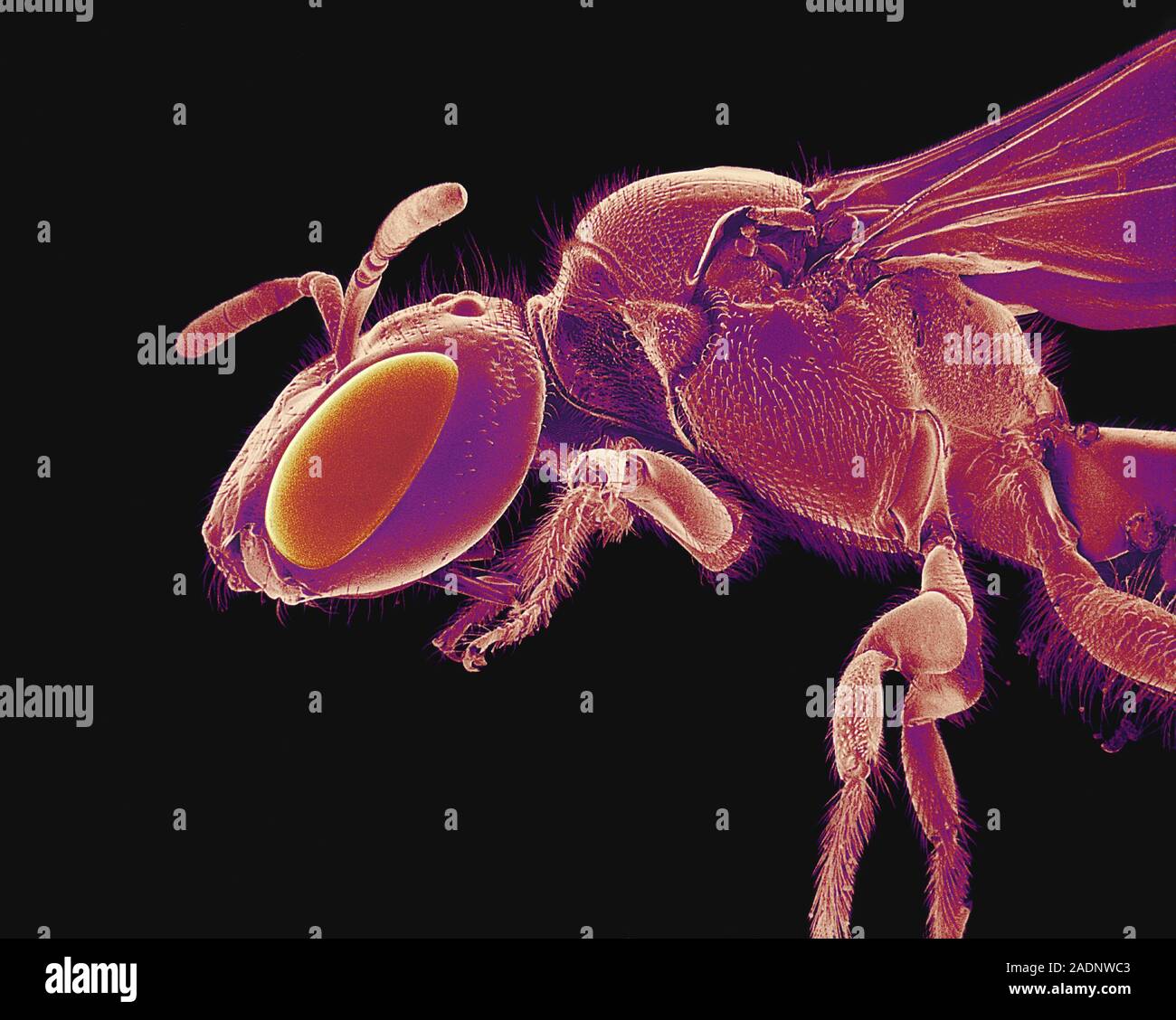 Bee. Coloured scanning electron micrograph (SEM) of an unidentified bee ...