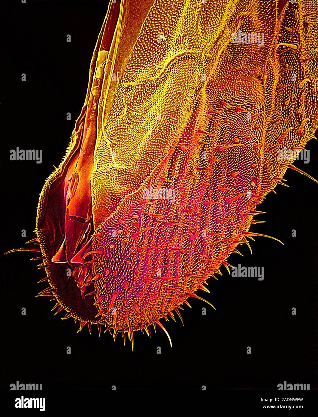 Bee proboscis. Coloured scanning electron micrograph (SEM) of the tip ...