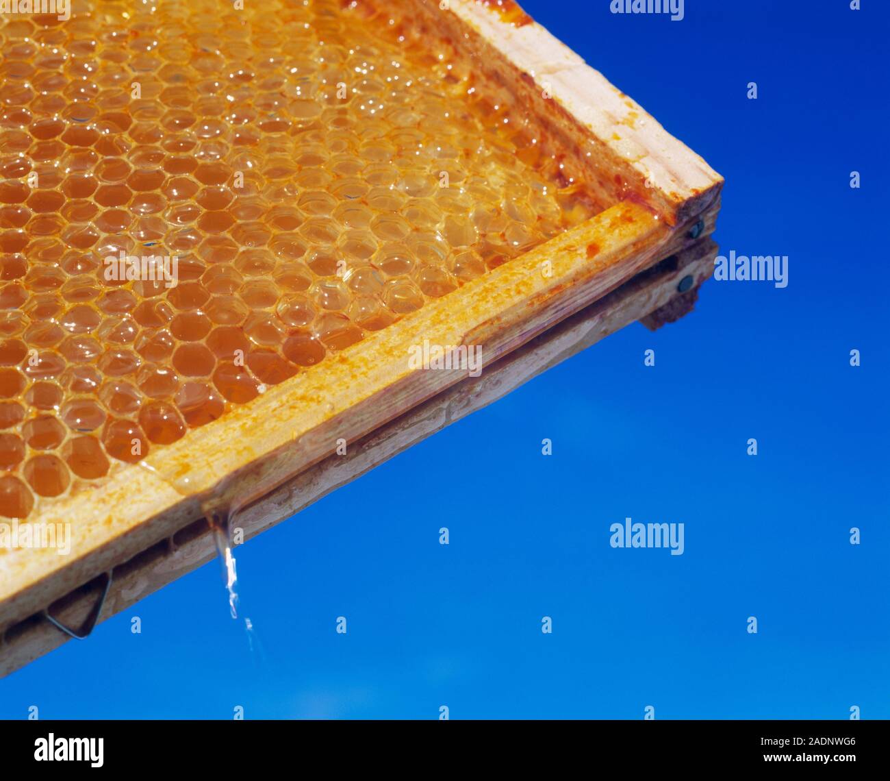 in a frame. is made by a colony of honey bees (Apis