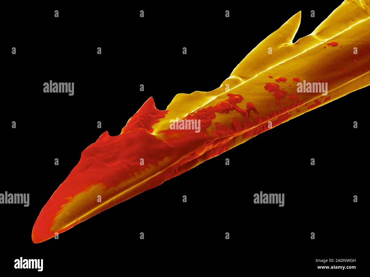 Bee sting. Coloured scanning electron micrograph (SEM) of the end of
