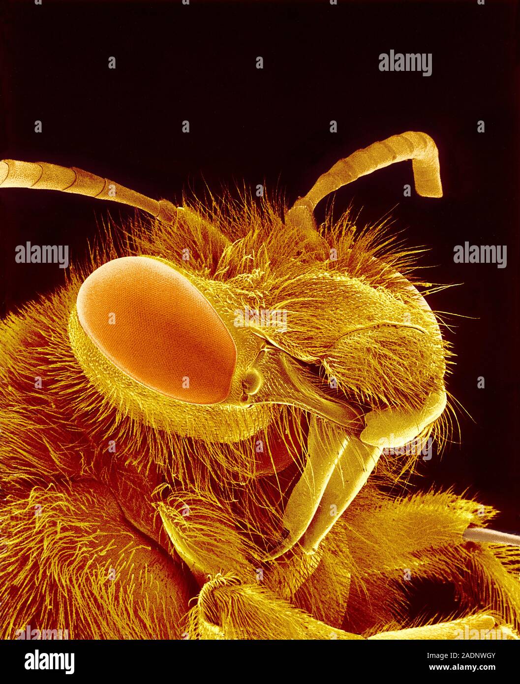 Bee head. Coloured scanning electron micrograph (SEM) of the head of an ...
