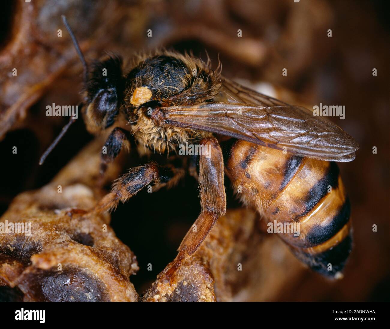 Queen honeybee (Apis mellifera). Each hive of honeybees has one egg