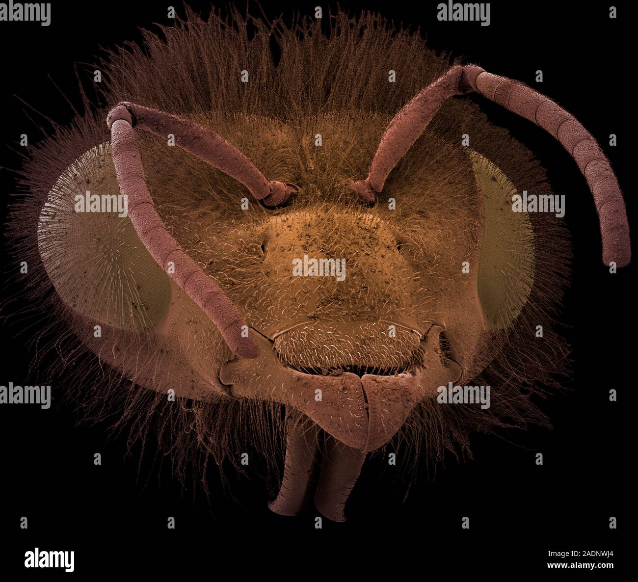 Honey bee. Coloured scanning electron micrograph of the head of a honey ...