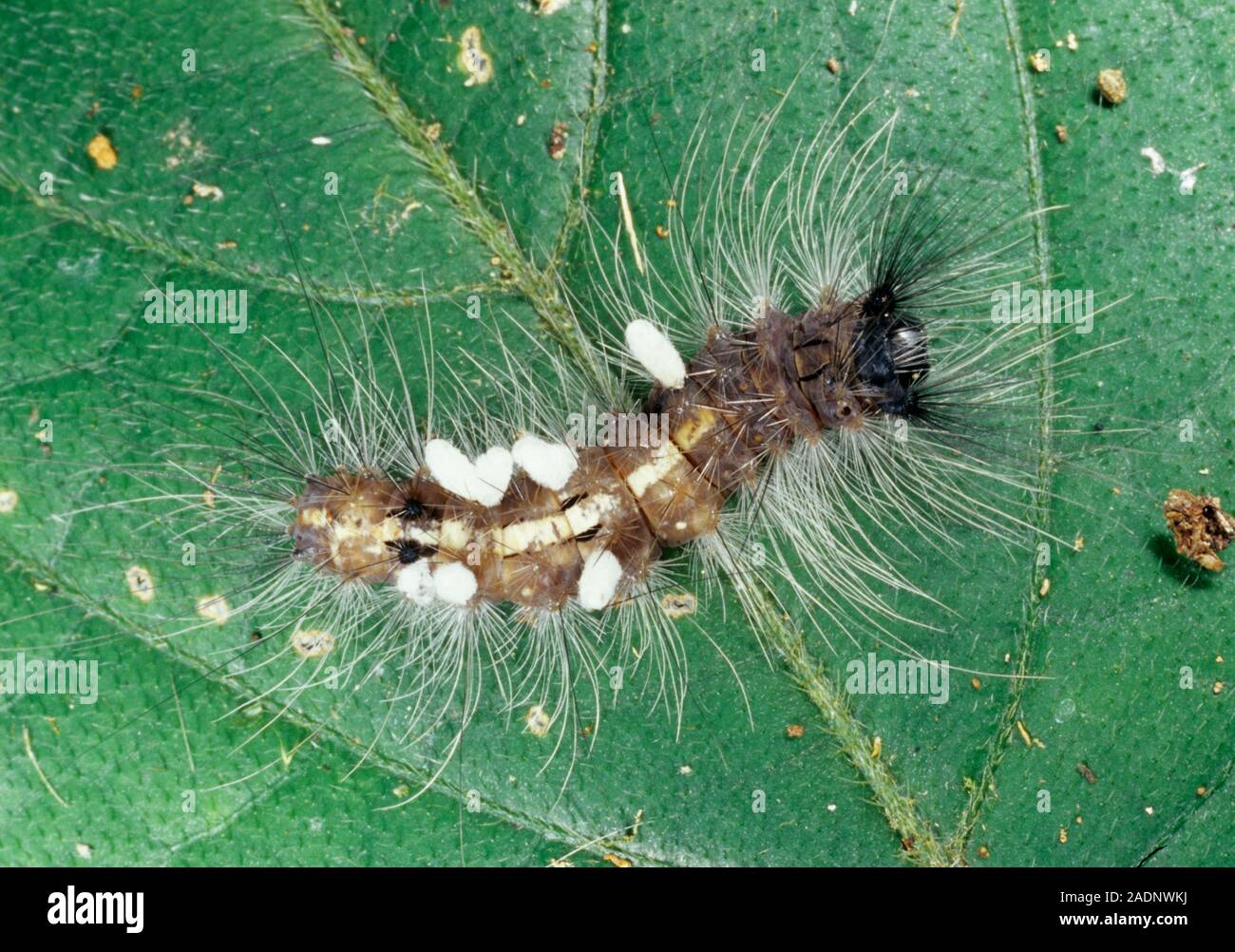 Parasitised caterpillar. Wasps most often parasitise the caterpillars ...