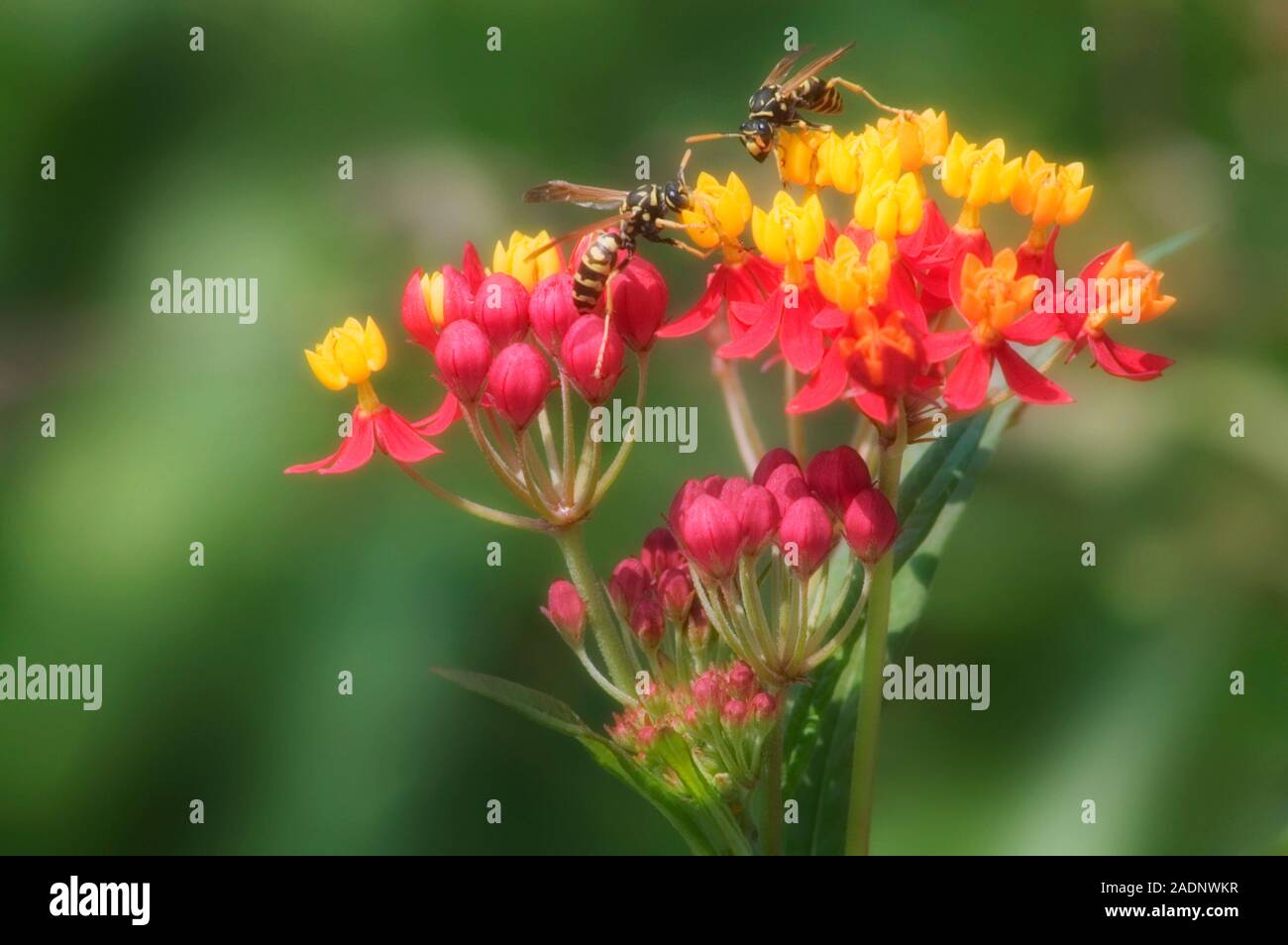 Wasps on a flower. Two wasps (Vespula sp.) feeding on the nectar of a
