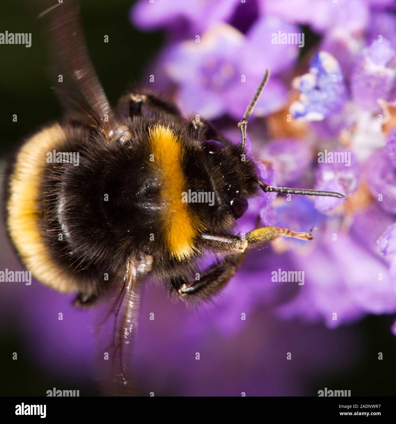 Bumble bee (Bombus sp.) collecting pollen fom a flower. Bumble bees are important pollinators. Stock Photo