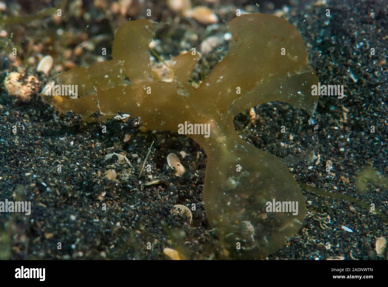 Melibe viridis Nudibranch Stock Photo