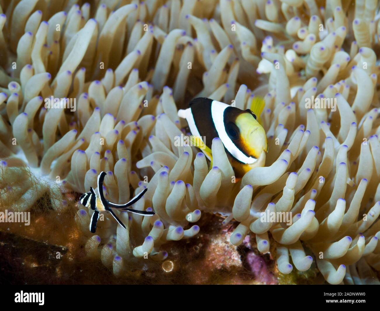 Continental shelf underwater hires stock photography and images Alamy