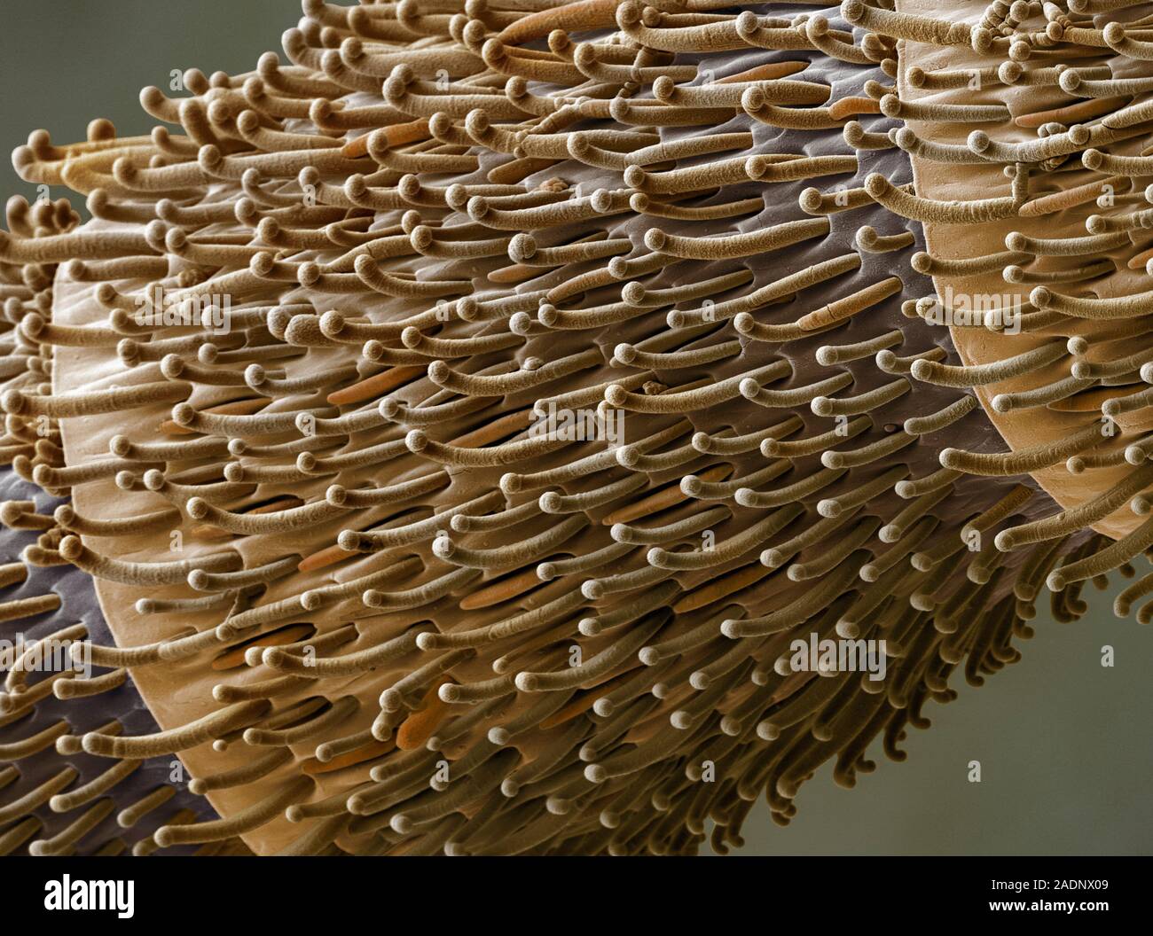 Ant's antenna. Coloured scanning electron micrograph (SEM), of sensory