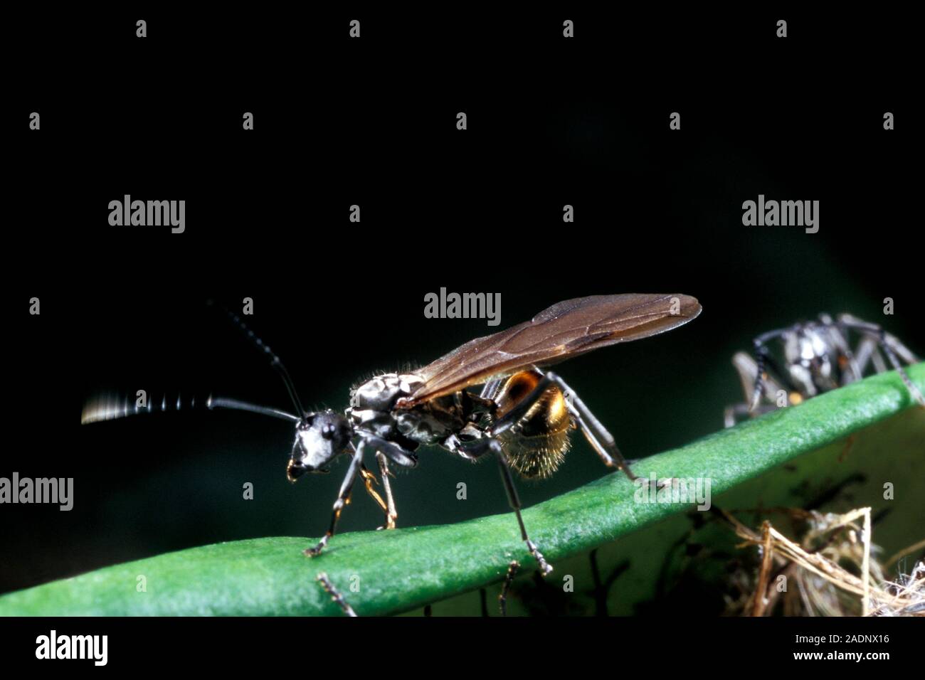 Polyrhachis laboriosa ant winged queen. Ants with wings, known as