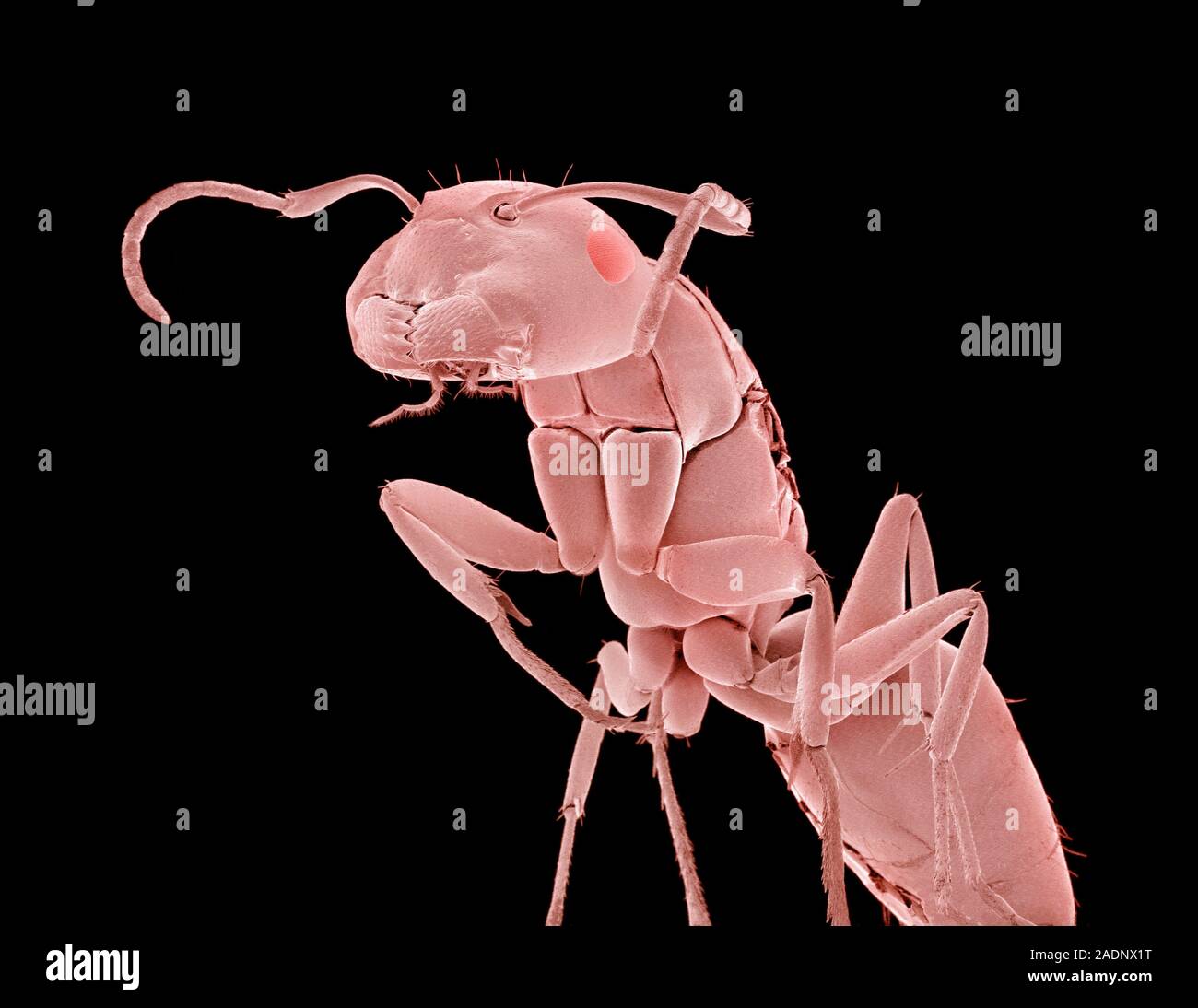 Ant (family Formicidae), coloured scanning electron micrograph (SEM
