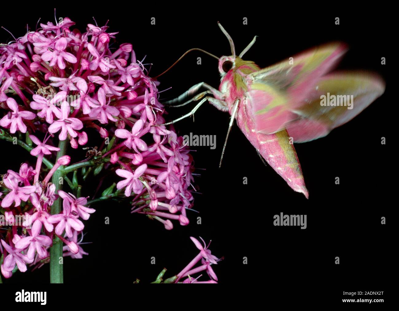 Highspeed photograph of the elephant hawk moth, Pergesa elpenor