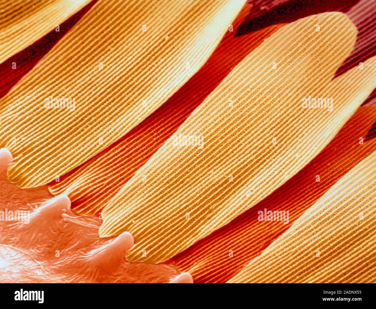 Wing scales. Coloured scanning electron micrograph (SEM) of the wing of ...