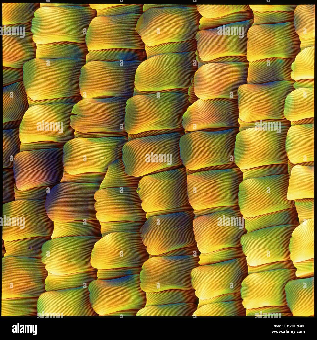 Butterfly scales. Coloured Scanning Electron Micrograph (SEM) of scales