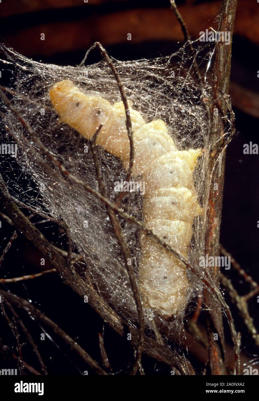 Silkworm. Silkworm (Bombyx mori) spinning a cocoon between twigs