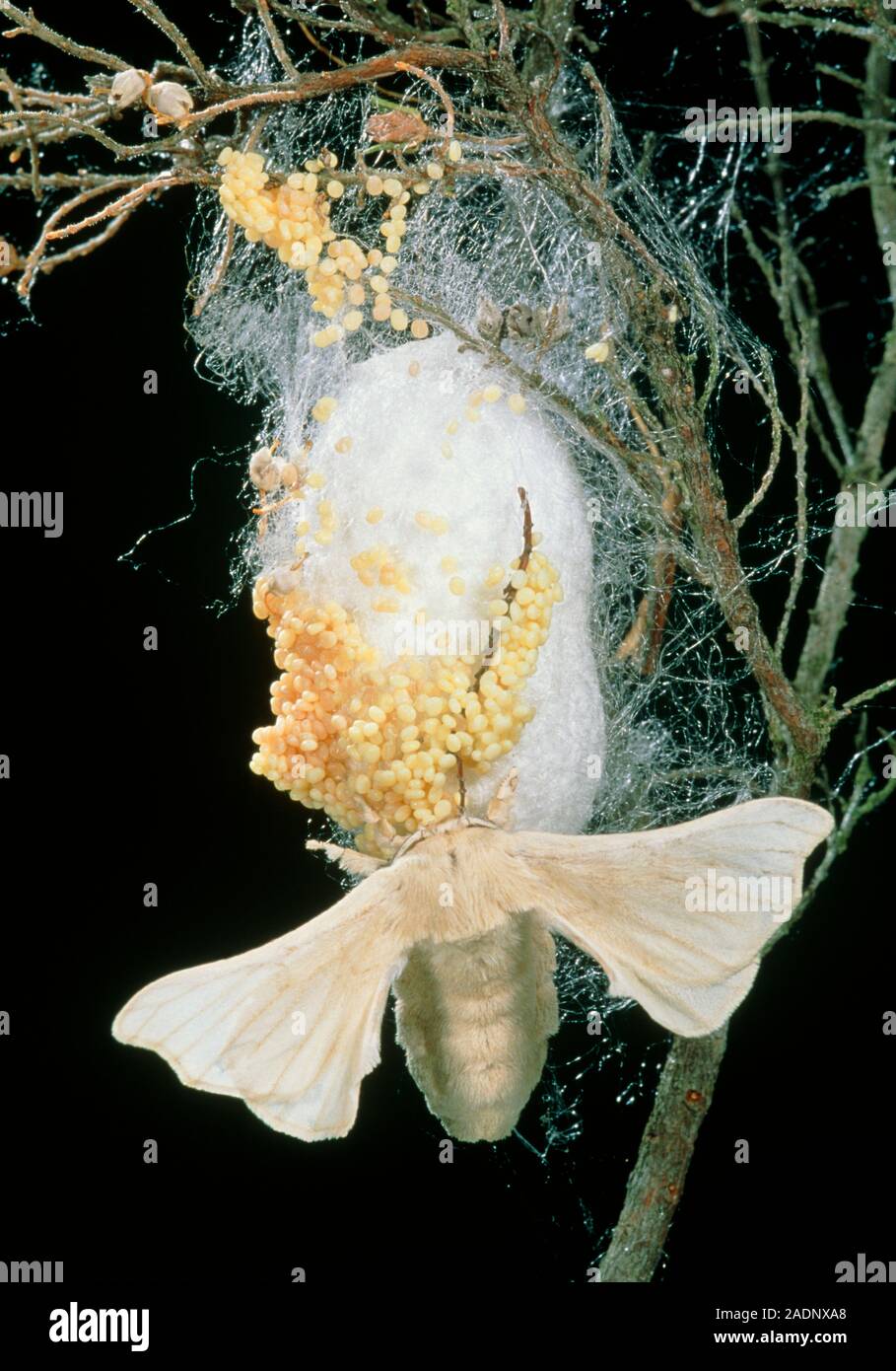 Silk moth. Female silk moth (Bombyx mori) with her eggs on a cocoon. These moths are farmed for