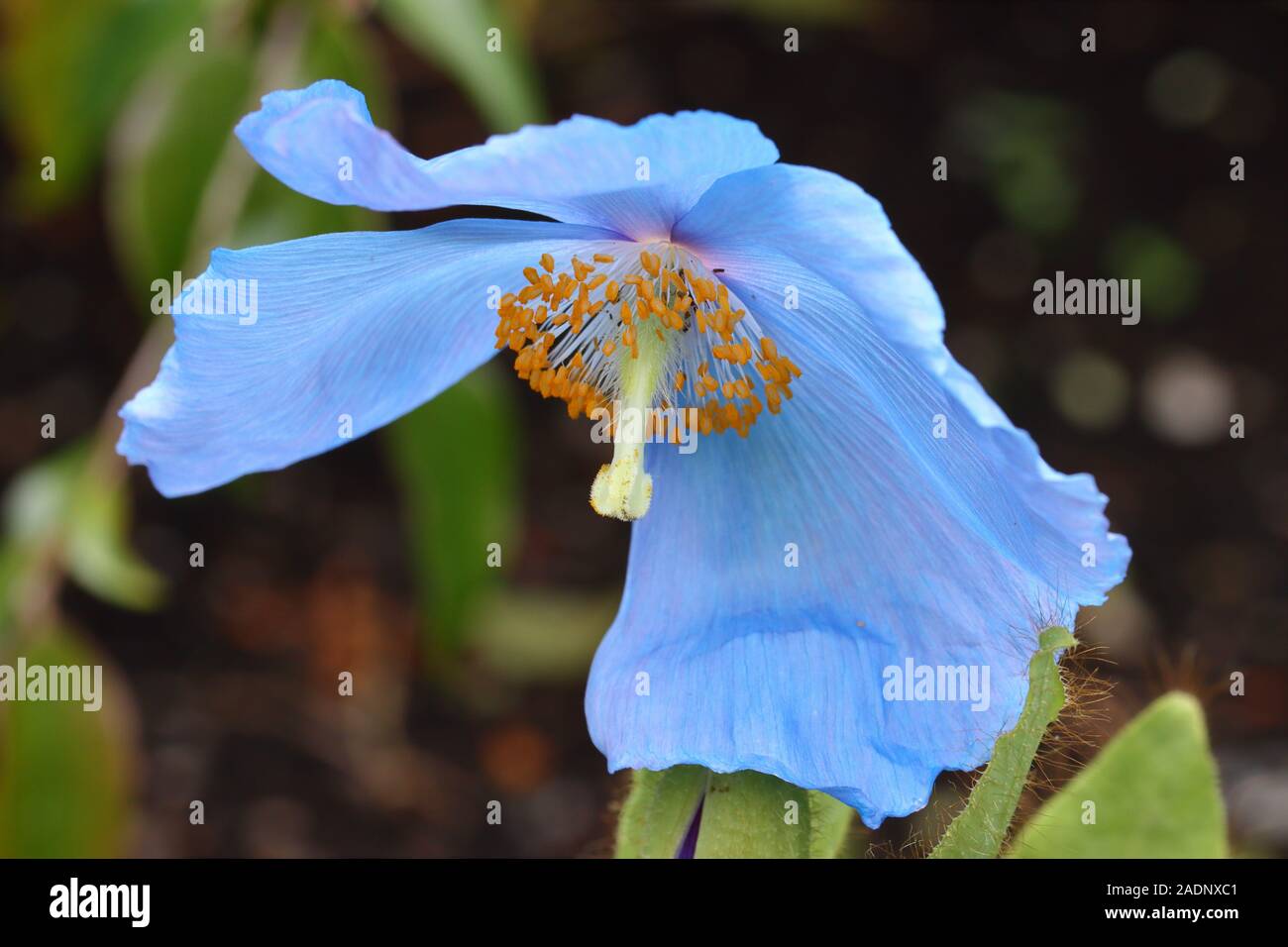 Meconopsis 'Lingholm' is a hybrid perennial poppy that is noted for producing large deep sky blue poppy flowers (to 4' across) in late spring. Stock Photo