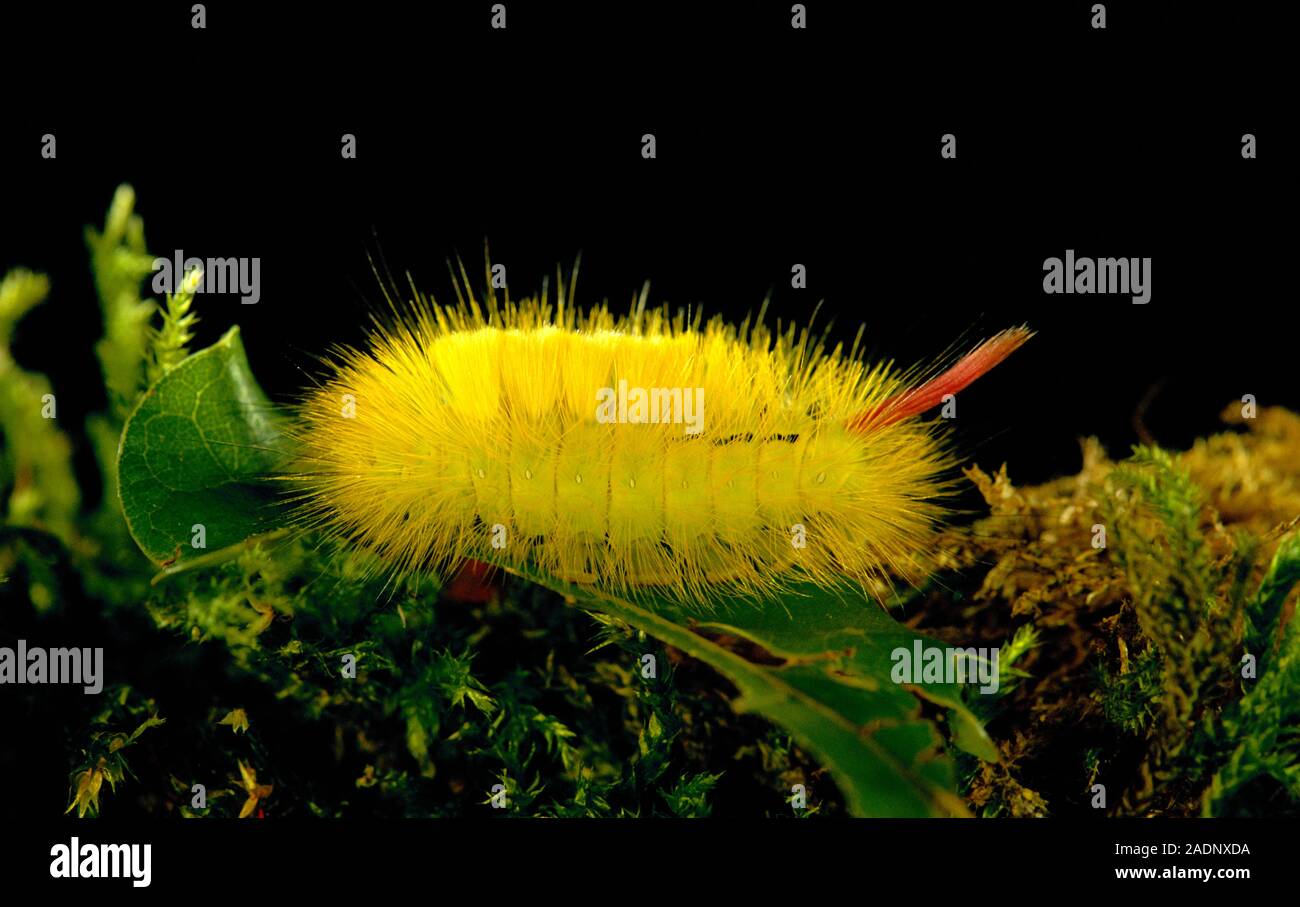 Caterpillar of the pale tussock moth (Calliteara pudibunda) on a leaf. This is the larval stage
