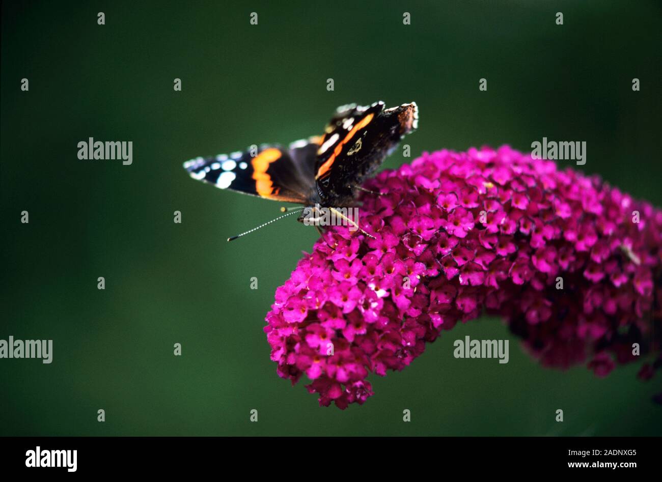 Red admiral butterfly (Vanessa atalanta) feeding on a flower head from ...