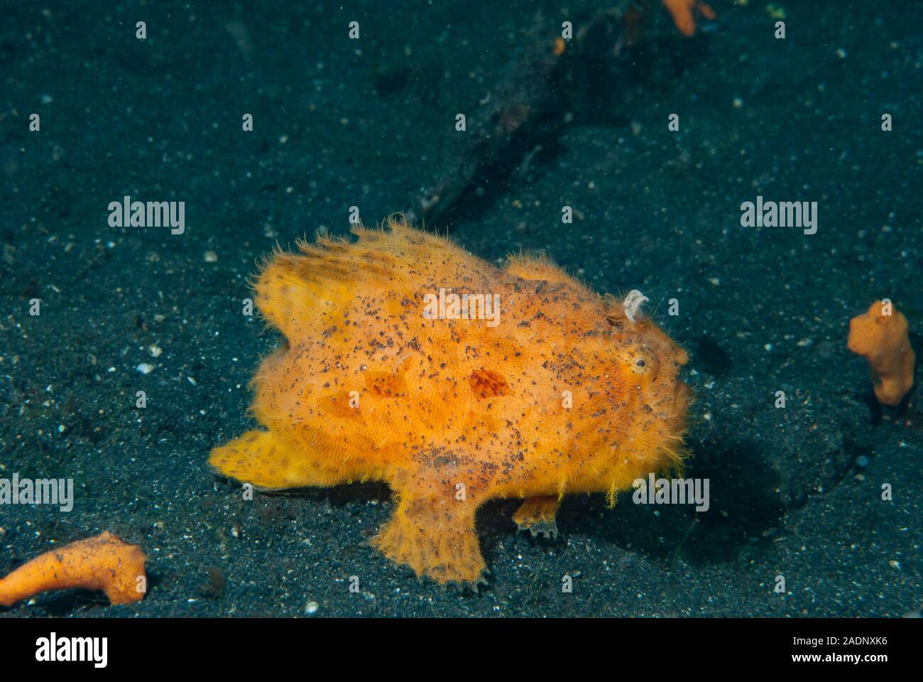 Orange Frogfish Stock Photo