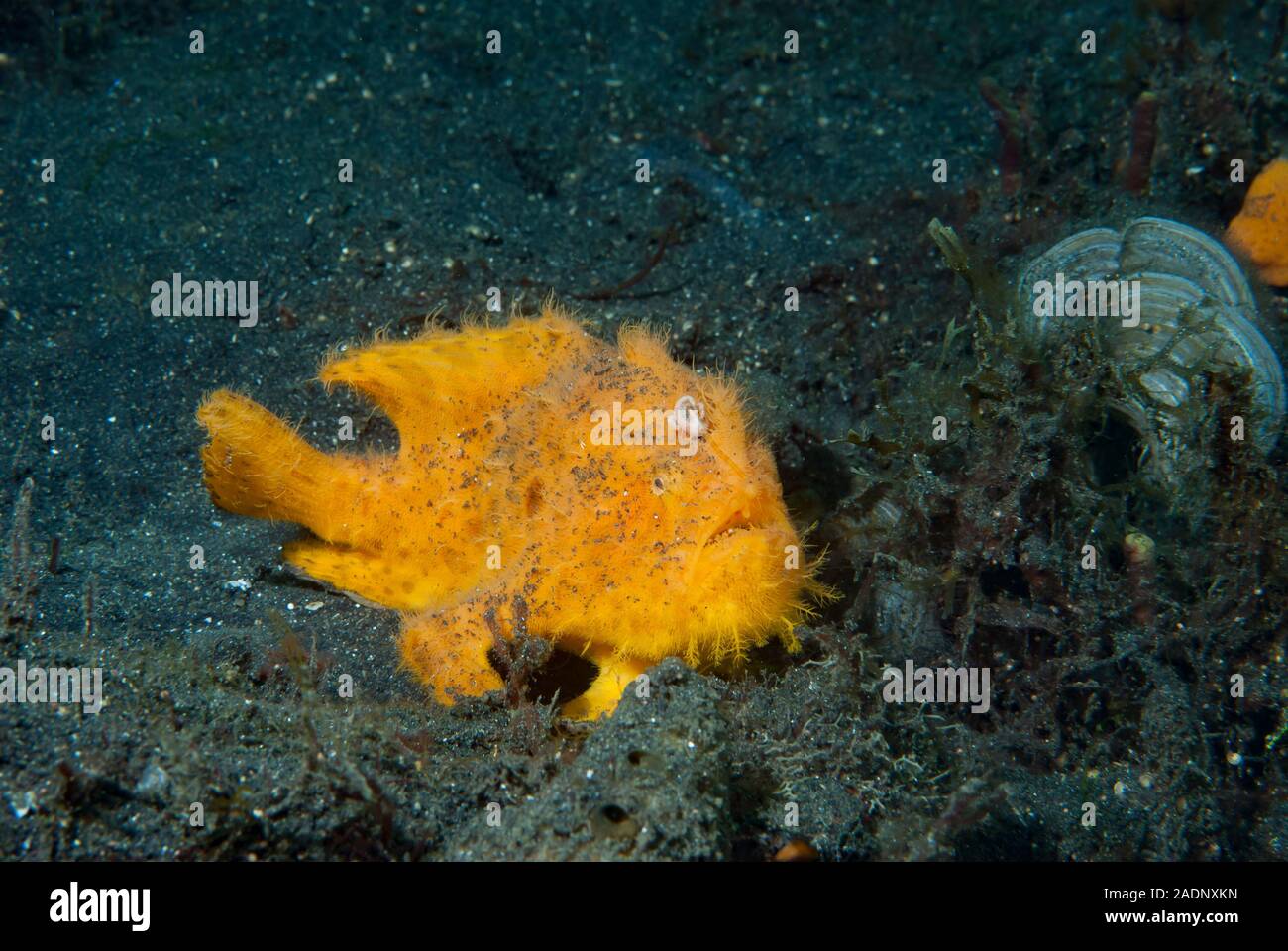Orange Frogfish Stock Photo