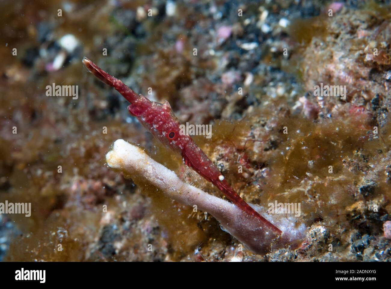 Ocellated tozeuma shrimp Tozeuma lanceolatum Stock Photo