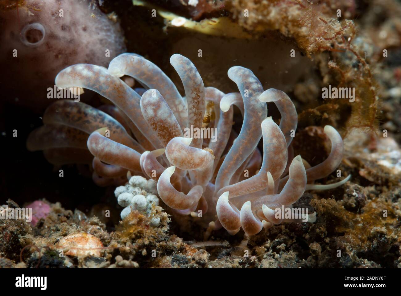 Phyllodesmium Nudibranch Stock Photo