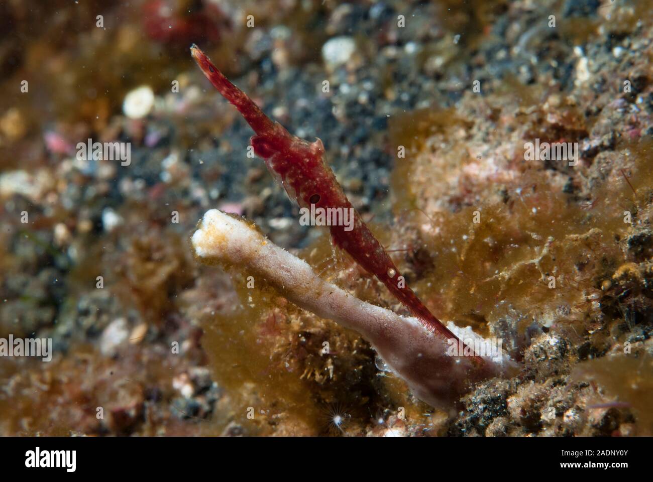 Ocellated tozeuma shrimp Tozeuma lanceolatum Stock Photo