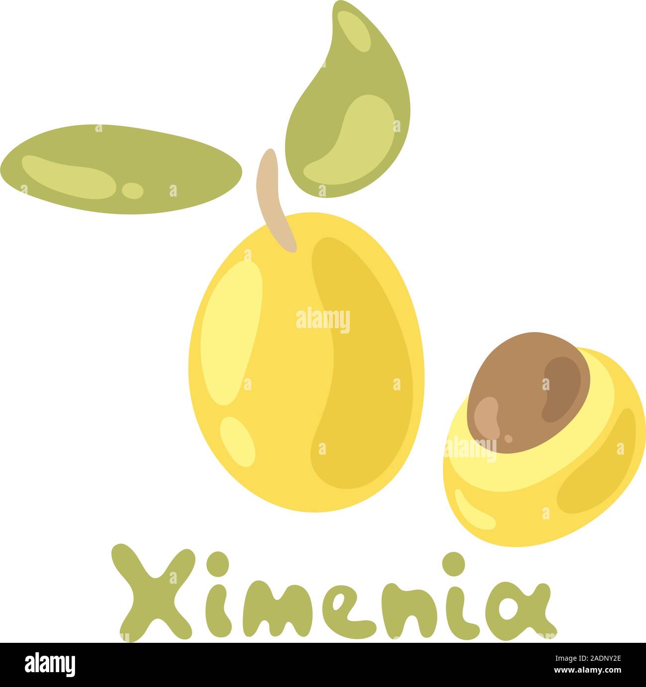 Cute ximenia isolated on the white background. Flat style. Vector illustration perfect for juice or jam, cooking book Stock Vector