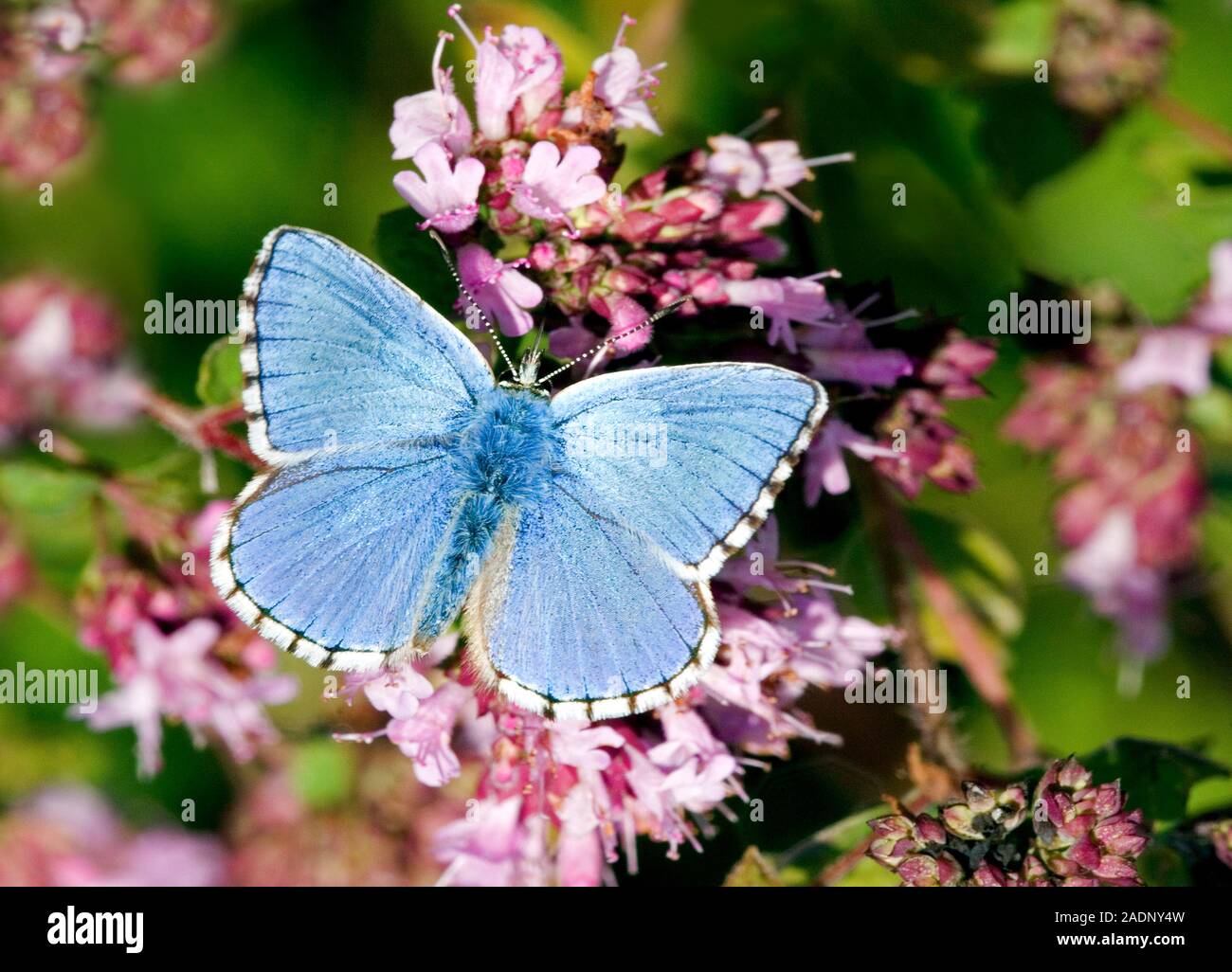 Розово голубая бабочка