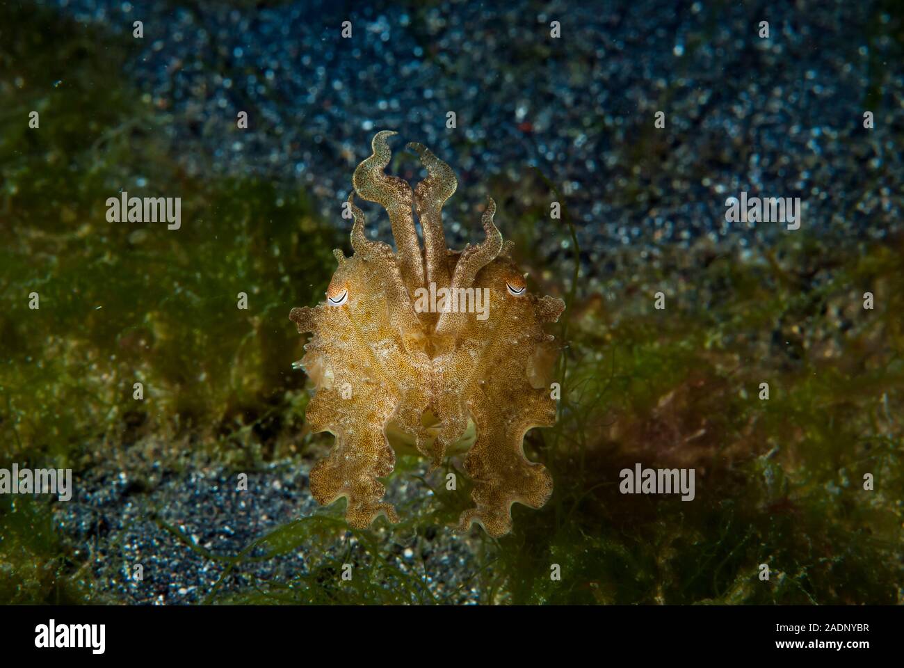 Needle Cuttlefish Sepia aculeata Stock Photo