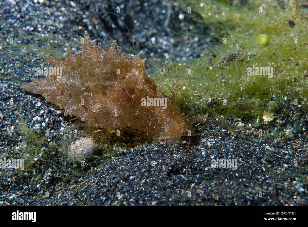 Sea Hare Aplysia oculifera Stock Photo