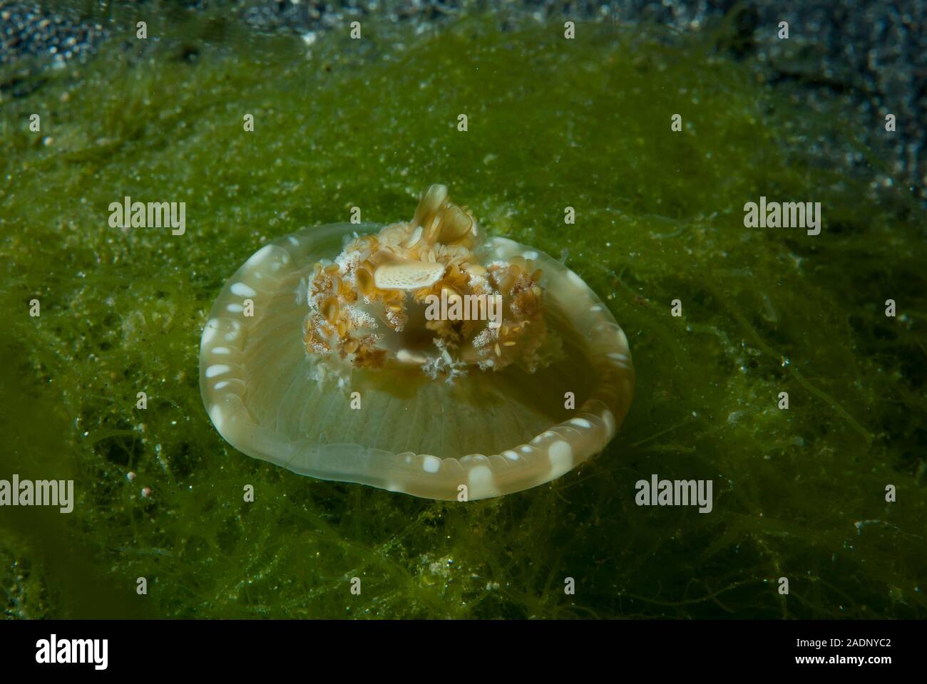 Upside-Down Jellyfish Stock Photo