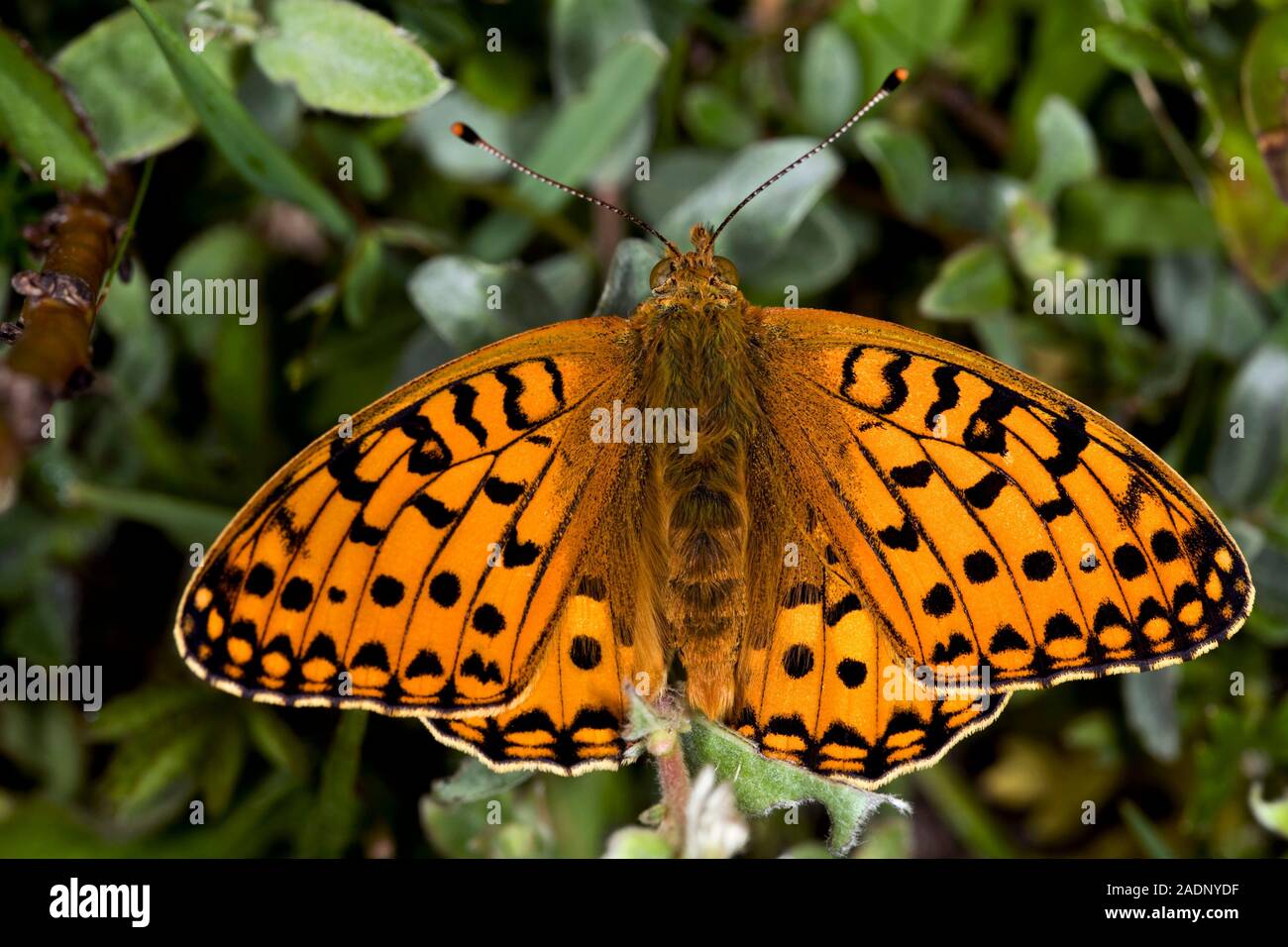 Dark green fritillary butterfly (Argynnis aglaja). The caterpillars of