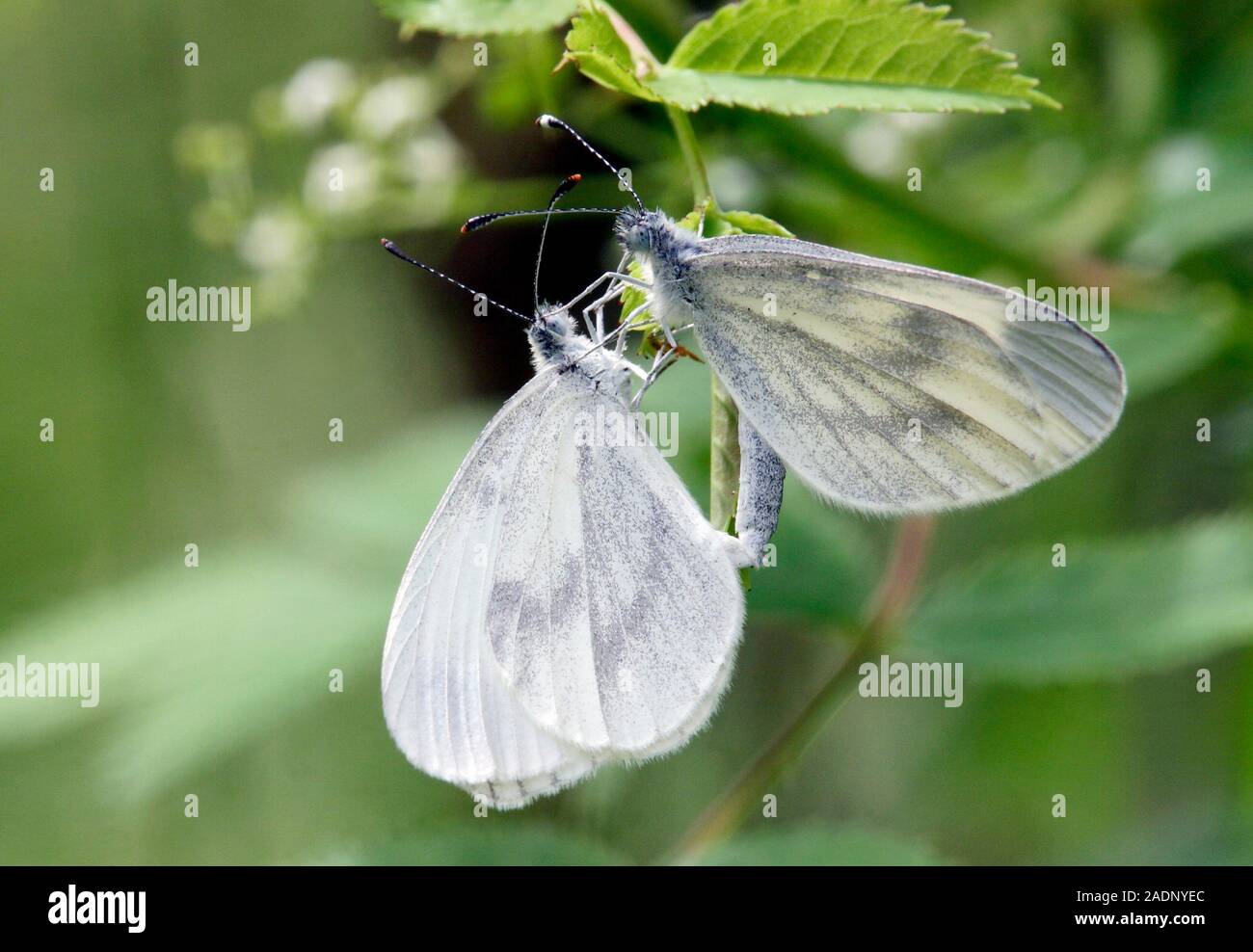 wood-white-butterflies-leptidea-sinapis-mating-photographed-in