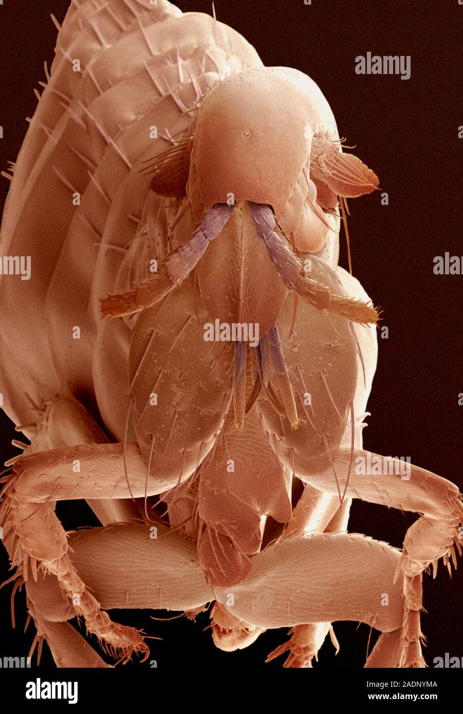 Hen flea. Coloured scanning electron micrograph (SEM) of a hen flea ...