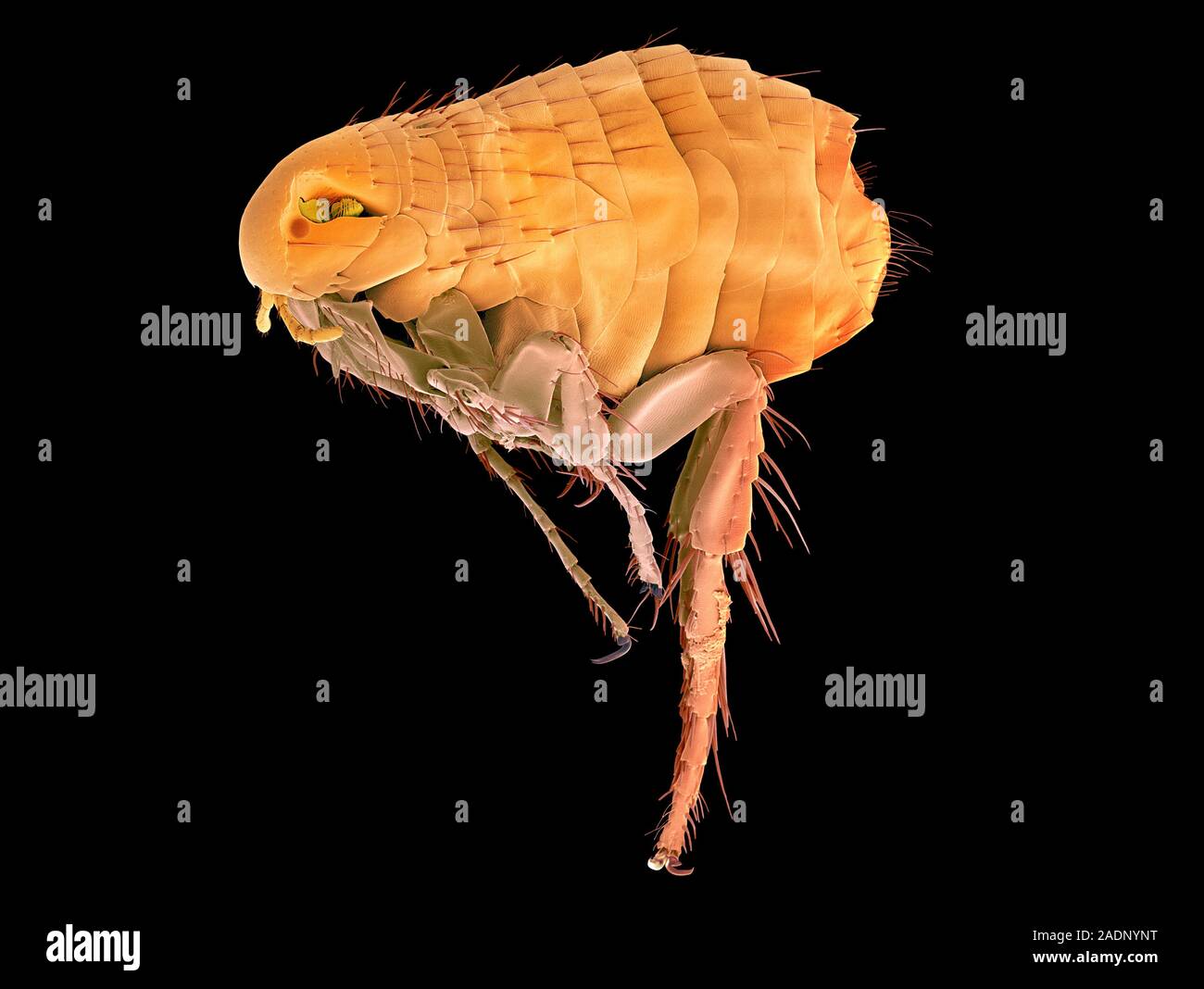 Rabbit flea (Spilopsyllus cuniculi), coloured scanning electron ...