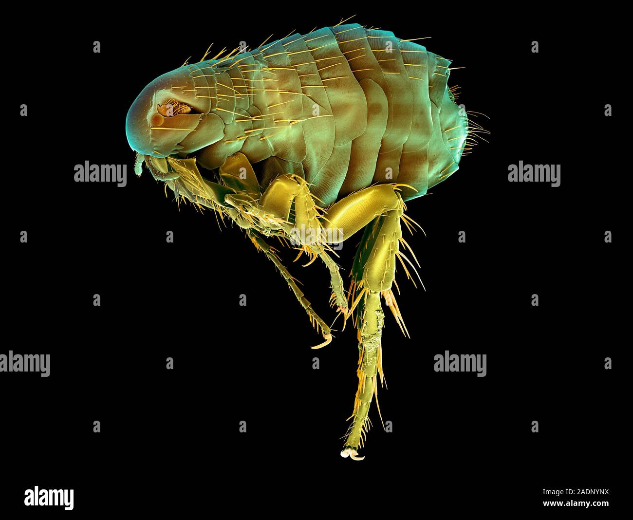 Rabbit flea (Spilopsyllus cuniculi), coloured scanning electron ...
