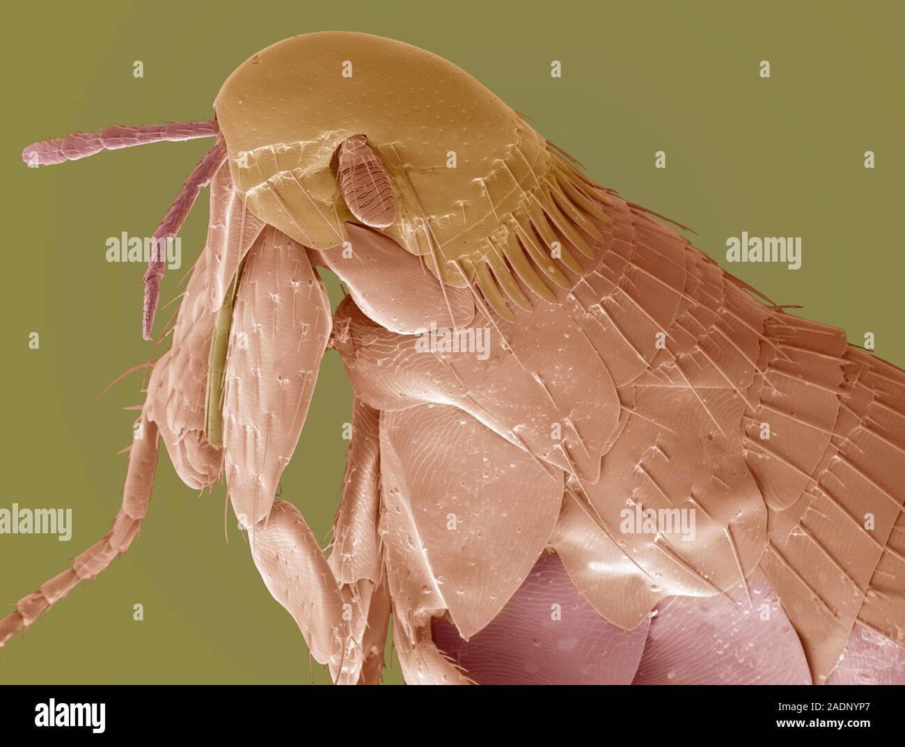 Squirrel flea (Orchopeas howardi howardi), coloured scanning electron