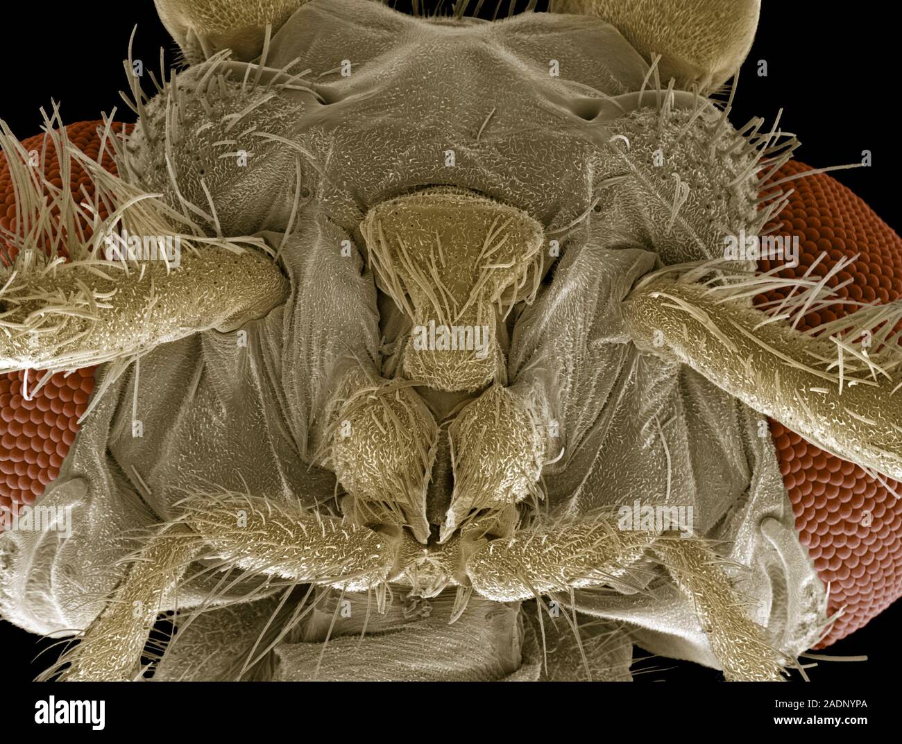Caddisfly head. Coloured scanning electron micrograph (SEM) of the head