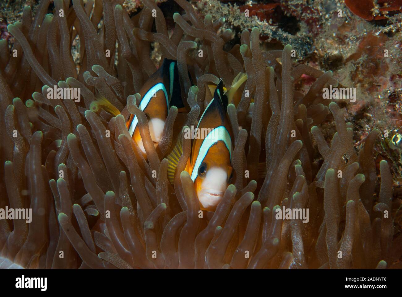 Clarki Anemonefish Amphiprion clarkii Stock Photo