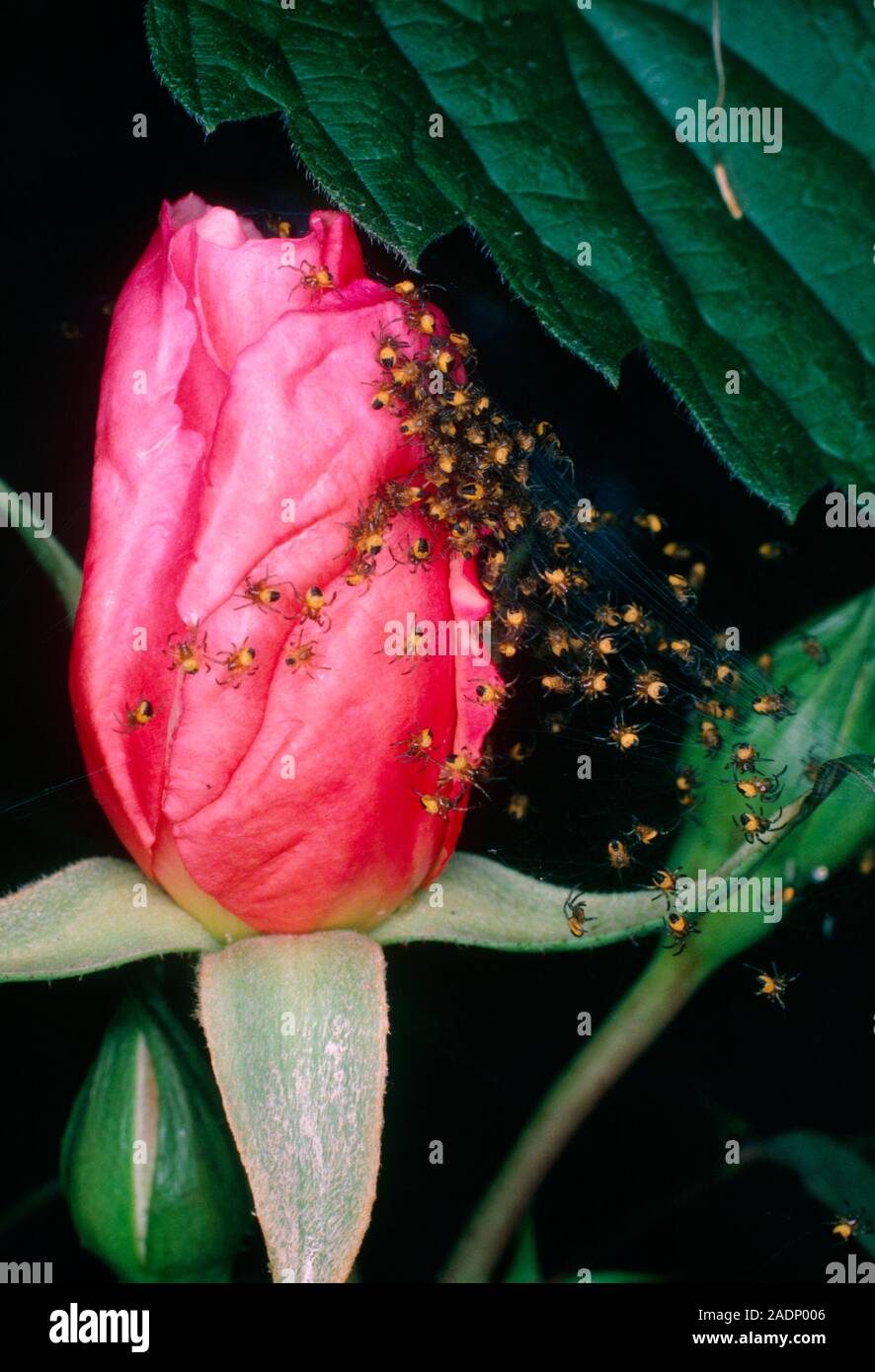 Group of baby spiders on a rose bud. The spiderlings are dayold common garden spiders, Araneus