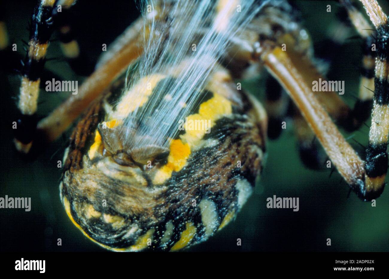 Spider spinning silk. Macrophotograph of a orb weaving wasp spider