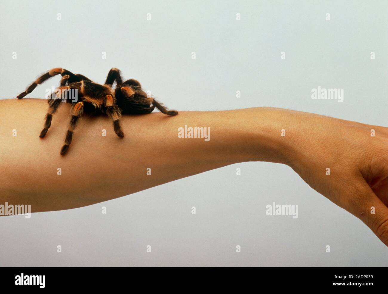 Tarantula. Unidentified tarantula crawling on a woman's arm. Tarantulas ...