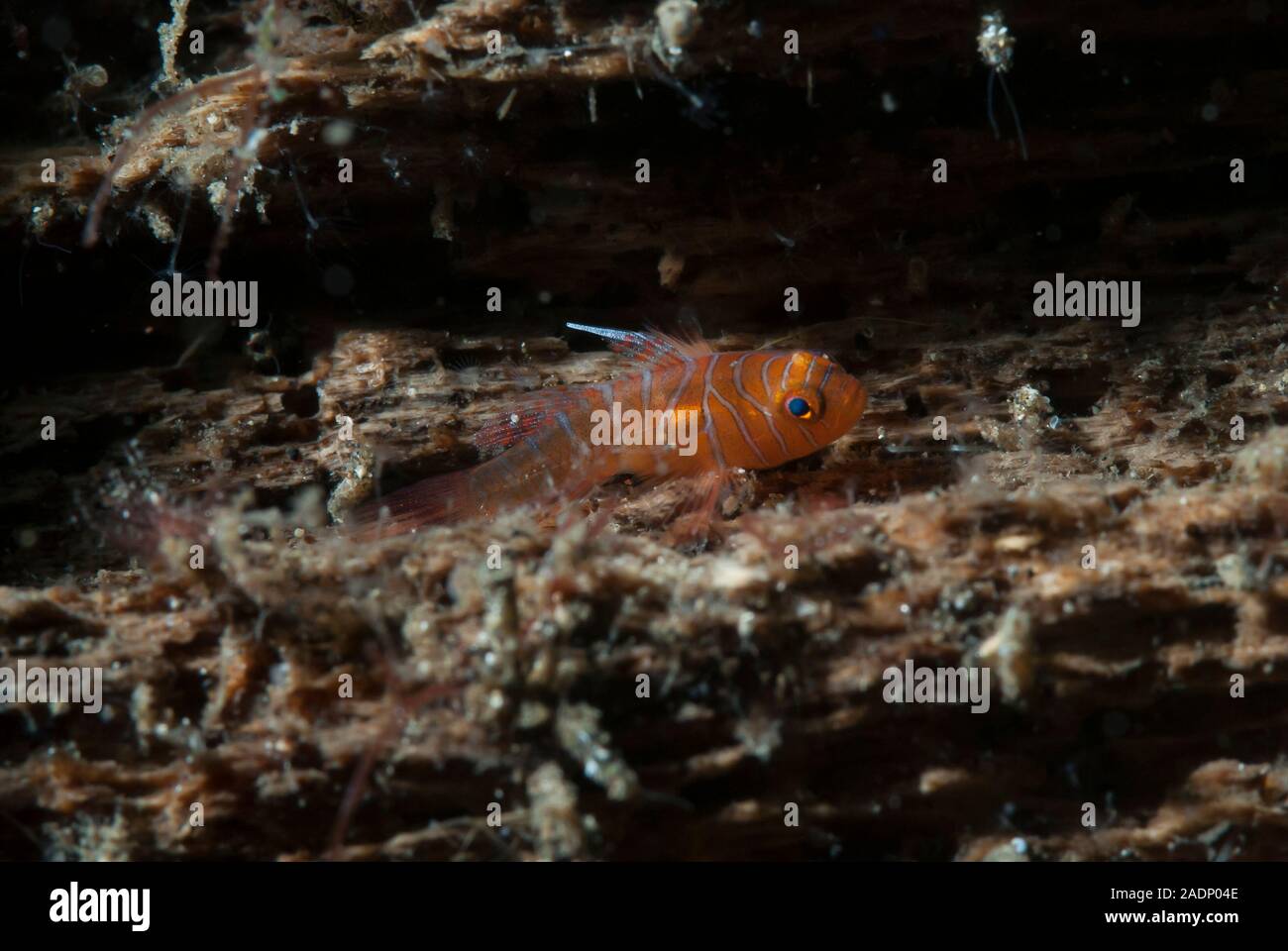 Convict Goby Priolepis sp. Stock Photo