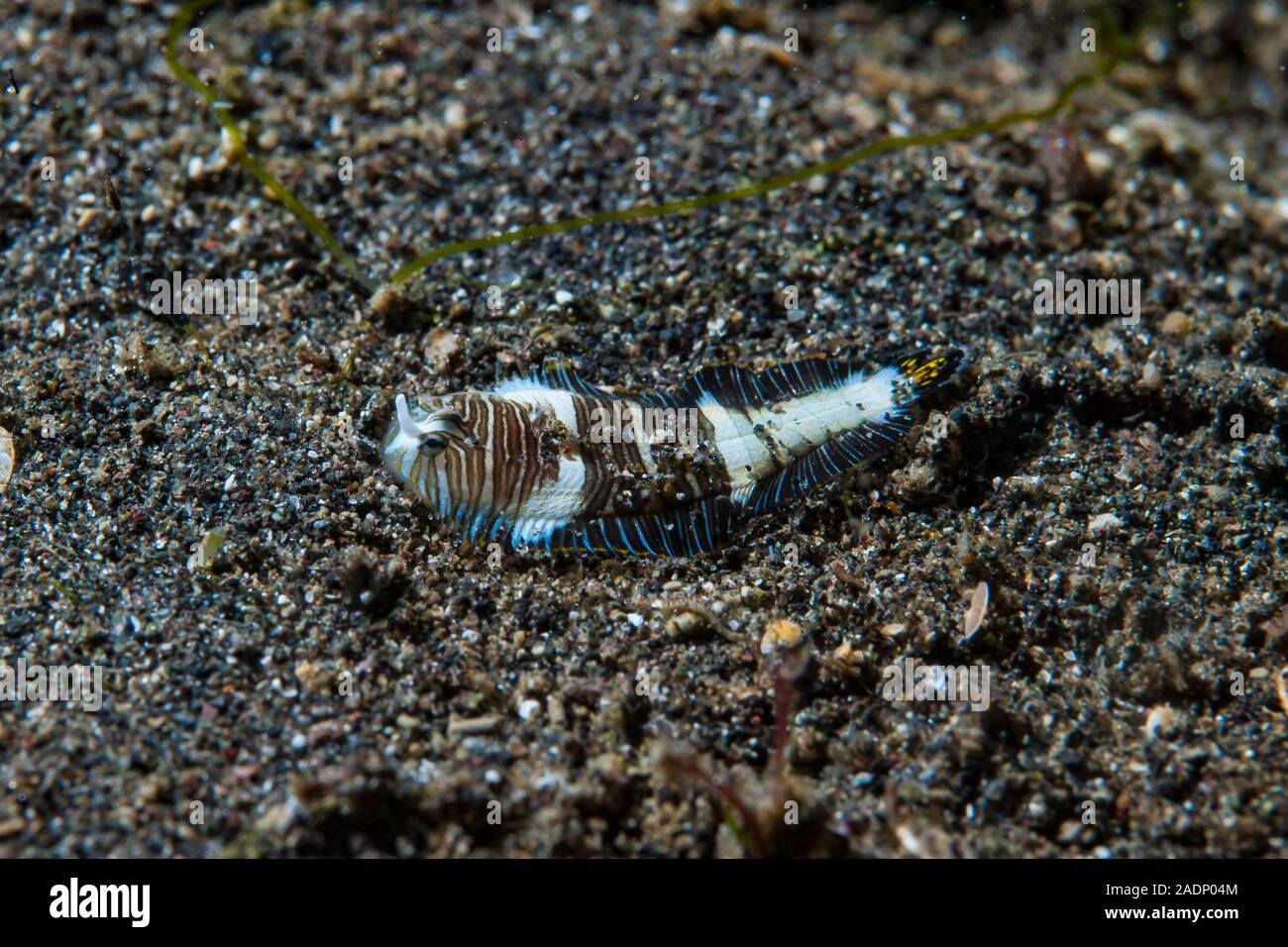 Zebra sole Zebrias zebrinus Stock Photo Alamy