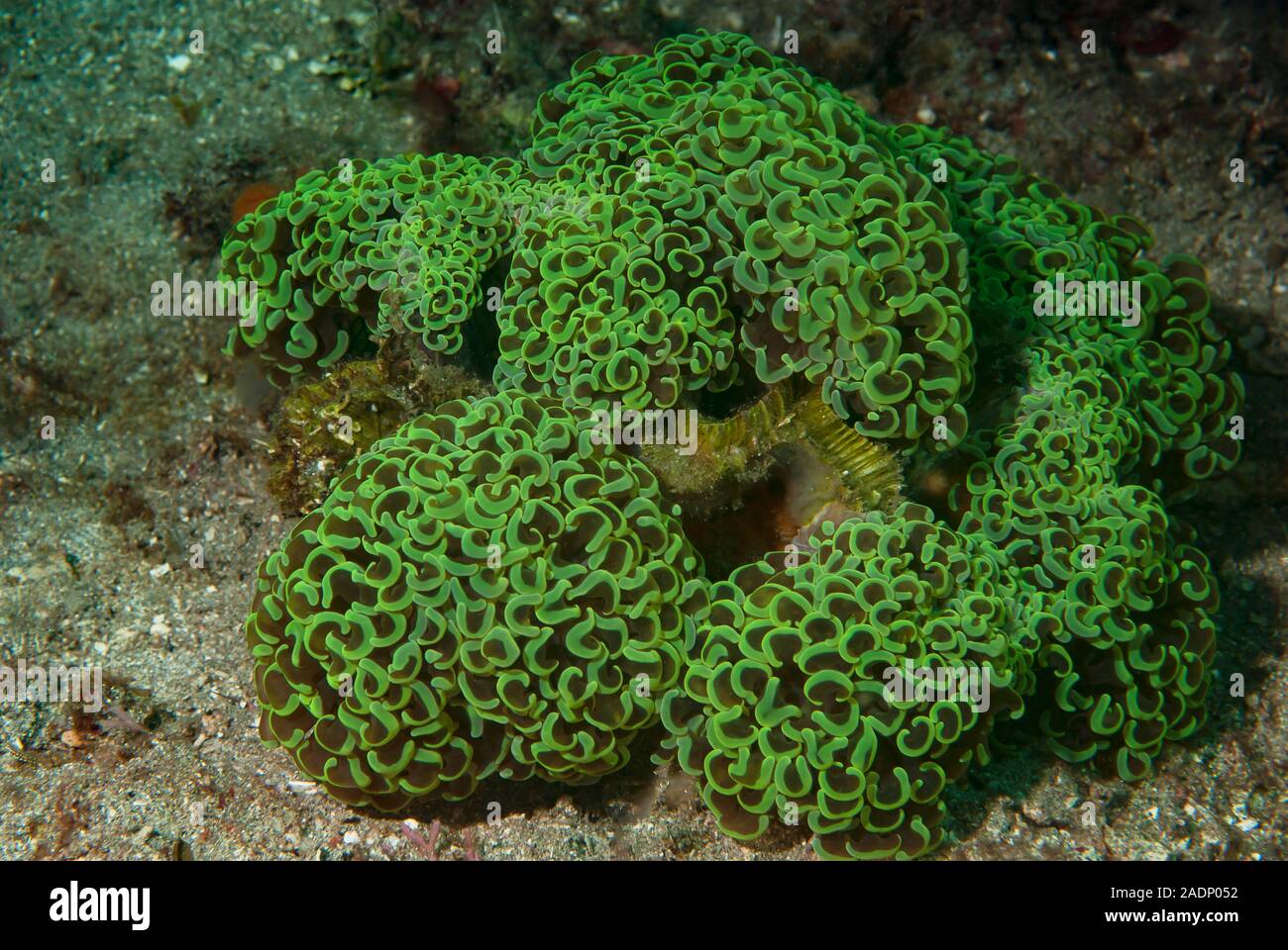 Hammer Coral Fimbriaphyllia ancora Stock Photo