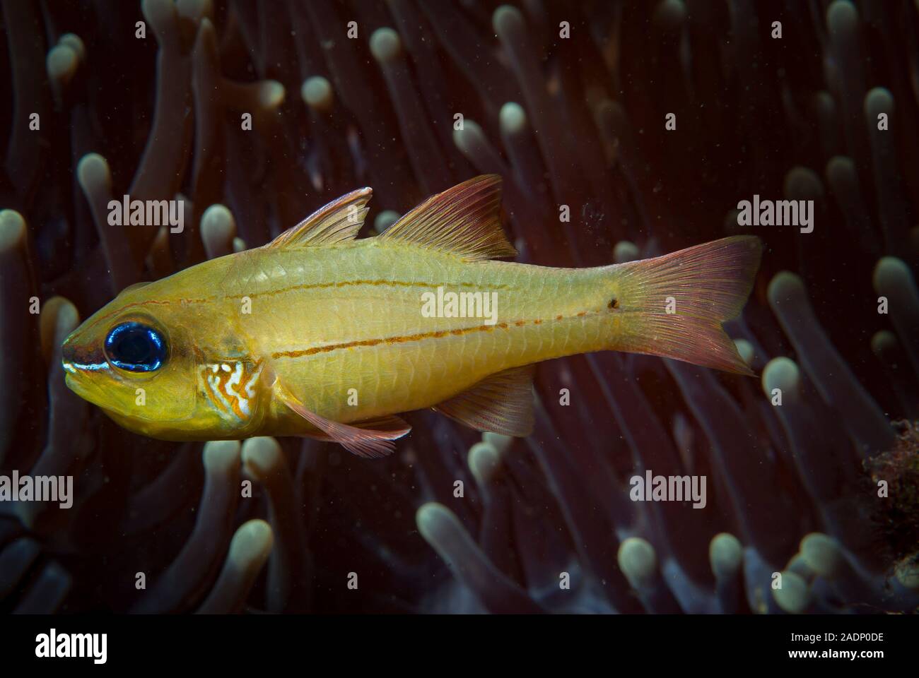 Cheek-Bar Cardinalfish Ostorhinchus sealei Stock Photo