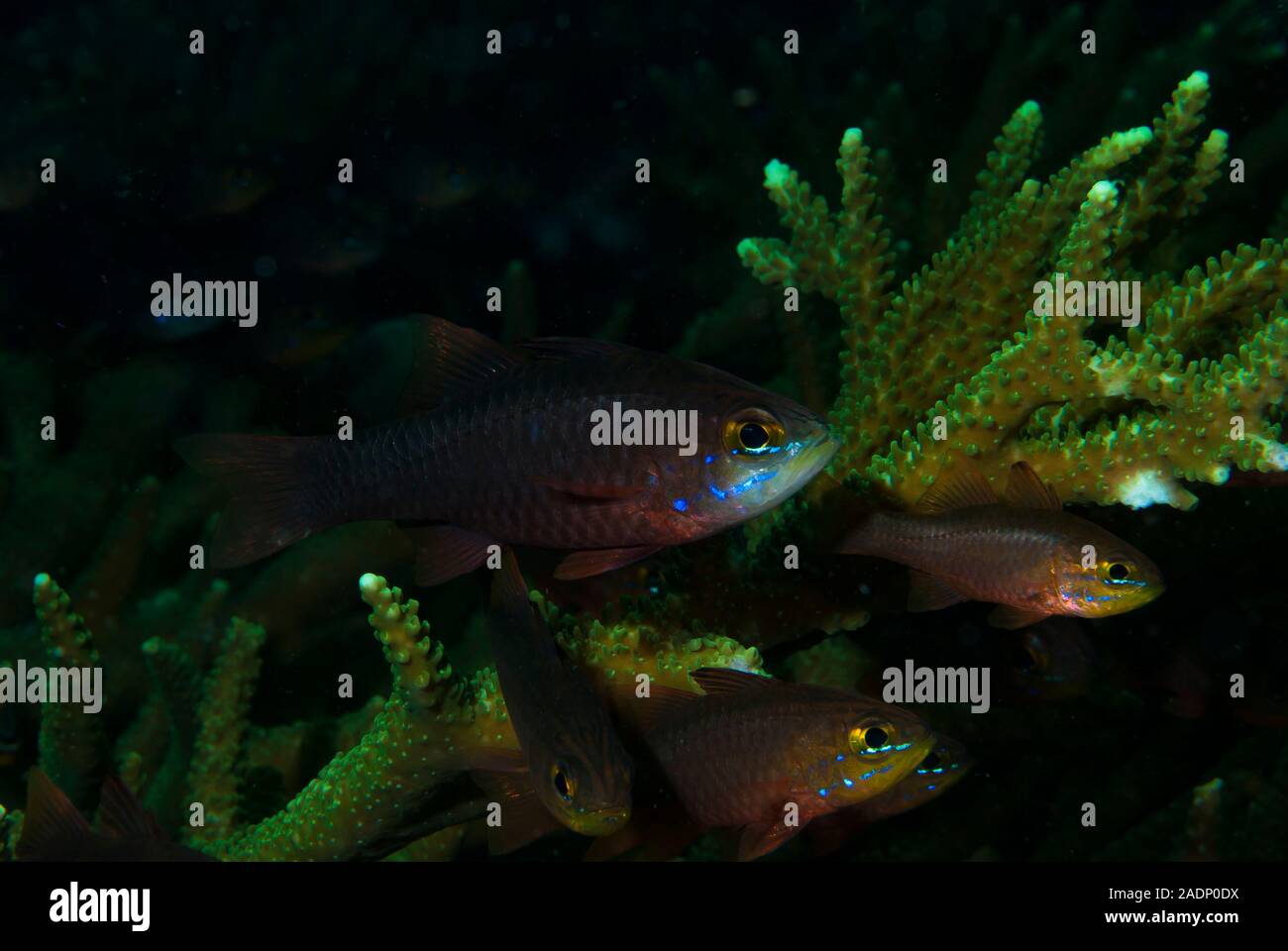 Plain Cardinalfish Ostorhinchus apogonoides Stock Photo